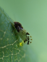 Cacopsylla pulchella