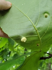 Phylloxera caryaeavellana