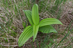 Veratrum album