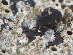 Steromphala racketti