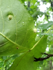 Phylloxera caryaeavellana