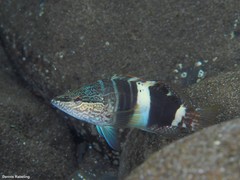 Serranus papilionaceus