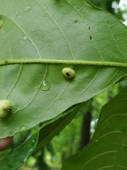 Phylloxera caryaeavellana