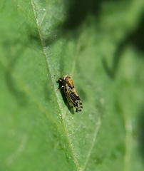 Cacopsylla pulchella