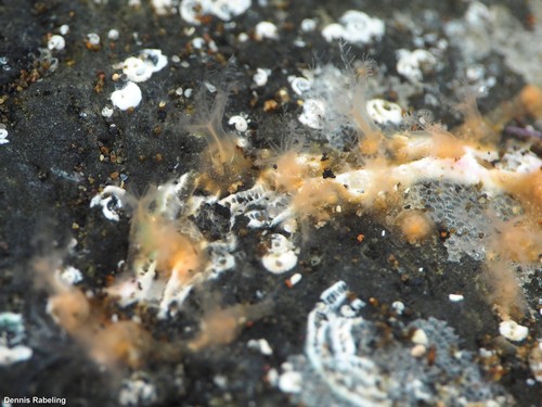 Representative image of Cervera