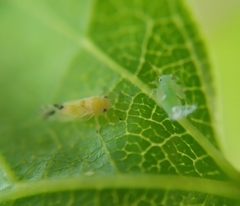 Cacopsylla pulchella