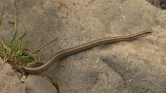 Philodryas chamissonis