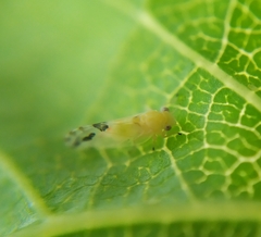 Cacopsylla pulchella