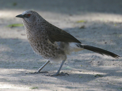 Turdoides hartlaubii