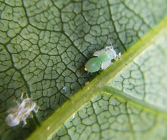 Cacopsylla pulchella