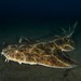 Angelshark - Photo (c) Dennis Rabeling, some rights reserved (CC BY-NC-ND), uploaded by Dennis Rabeling