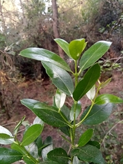 Phillyrea latifolia image