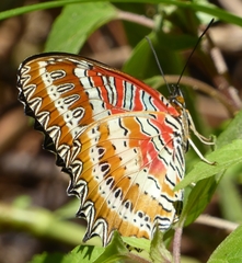 Cethosia biblis