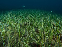 Cymodocea nodosa