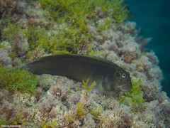 Ophioblennius atlanticus