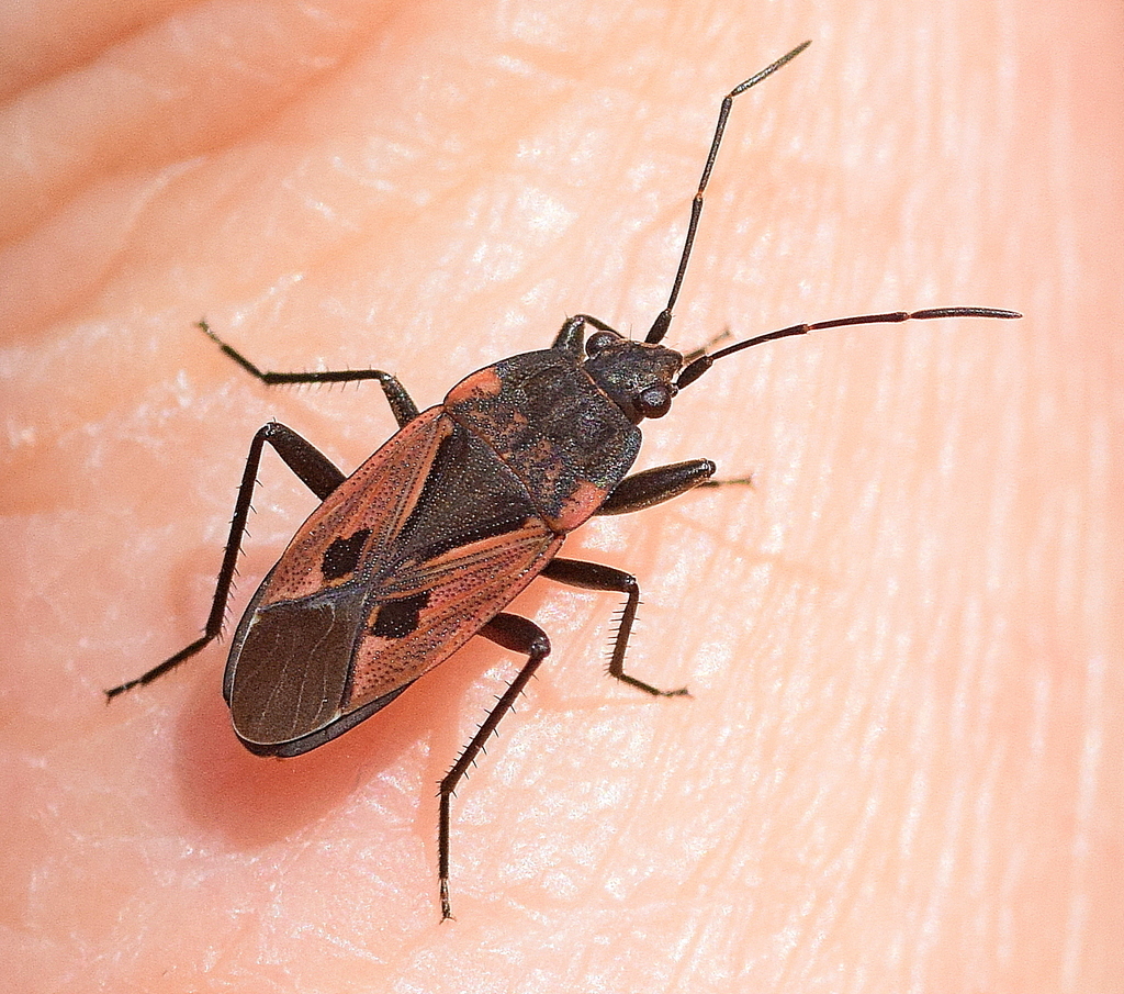 Rhyparochromus phoeniceus