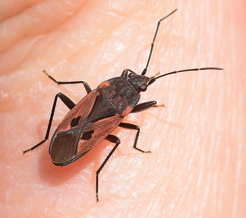 Rhyparochromus phoeniceus