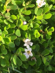 Bacopa