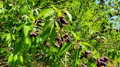 Forestiera acuminata