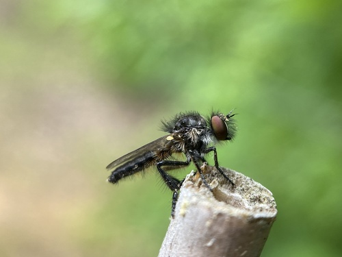 Holopogon phaeonotus