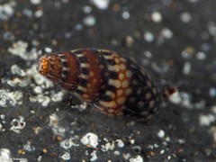 Mitrella ocellata