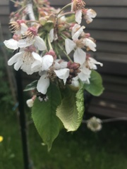 Magnoliopsida
