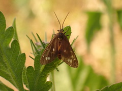 Dysauxes punctata