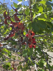 Pithecellobium unguis-cati