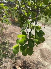 Pithecellobium unguis-cati