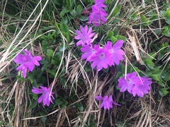 Primula integrifolia