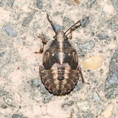 Hymenarcys nervosa