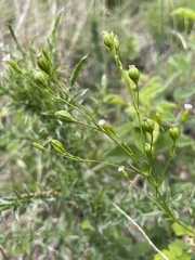 Silene antirrhina