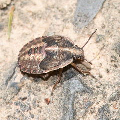 Hymenarcys nervosa