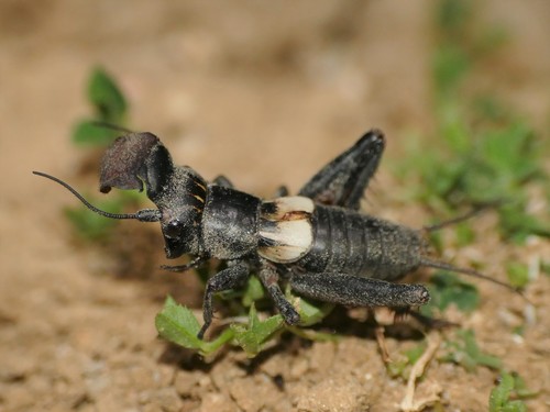 Sciobia lusitanica