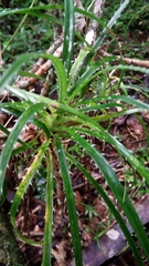 Pandanaceae