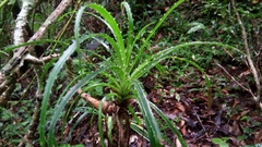 Pandanaceae