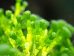 Cymopolia barbata
