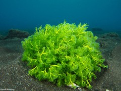 Cymopolia barbata