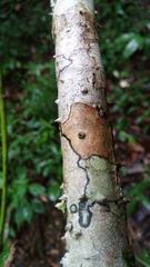 Pandanaceae