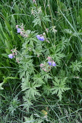 Geranium pratense