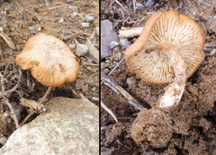 Bonomyces
