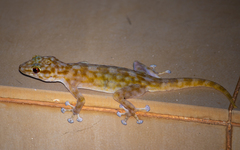 Ptyodactylus togoensis