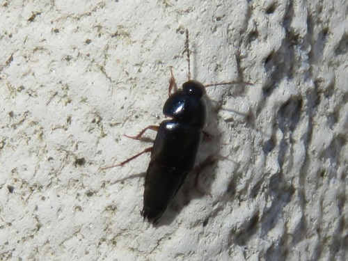 Tachinus rufipes, Voorschoten, Nederland, photo 10 of 10