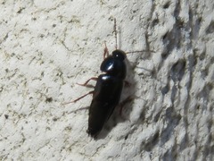 Tachinus rufipes