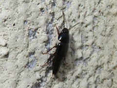 Tachinus rufipes