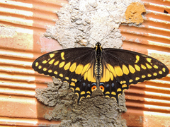 Papilio polyxenes americus