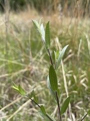 Symphyotrichum sericeum