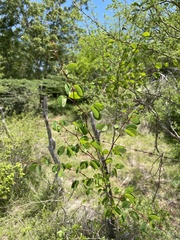 Pithecellobium unguis-cati