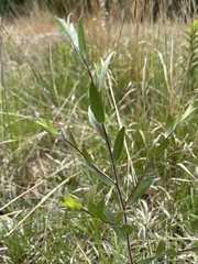 Symphyotrichum sericeum