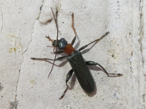 Oedemera croceicollis, Voorschoten, Nederland, photo 7 of 10